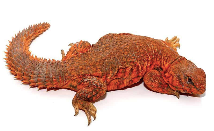 Super Red Uromastyx