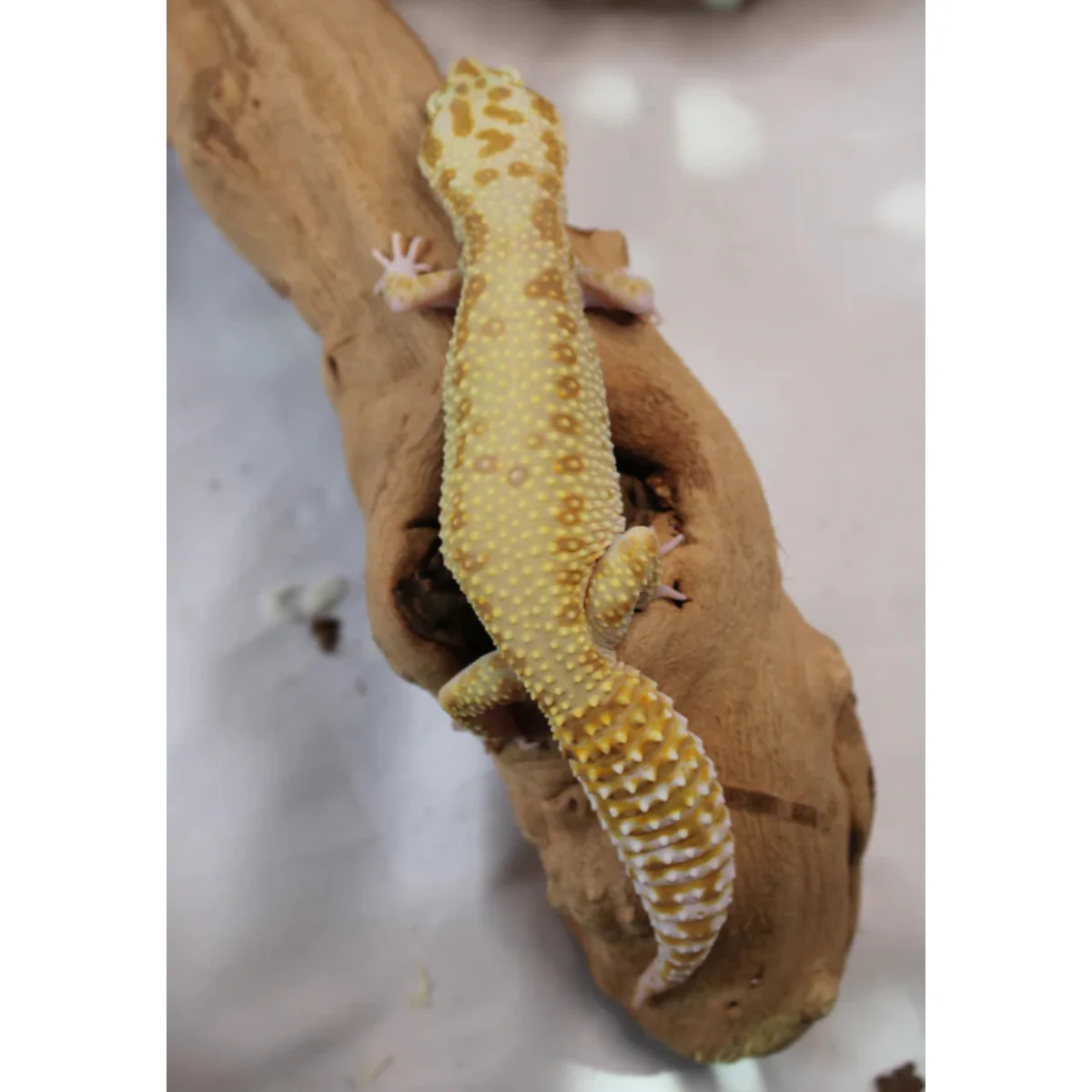 Super Giant Raptor Leopard Gecko Female