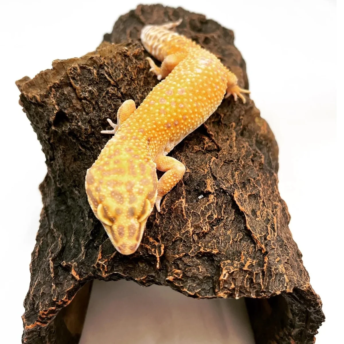 Tremper Super Giant Leopard Gecko Female