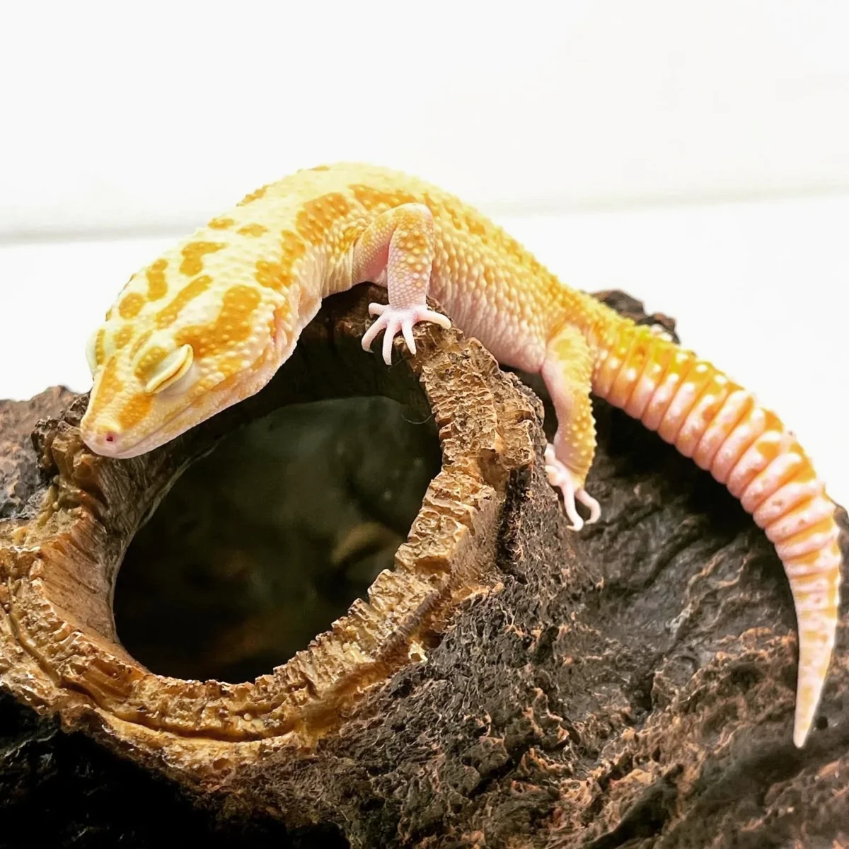 Super Giant WY Tremper PH Eclipse Leopard Gecko Male (Actual Photo)