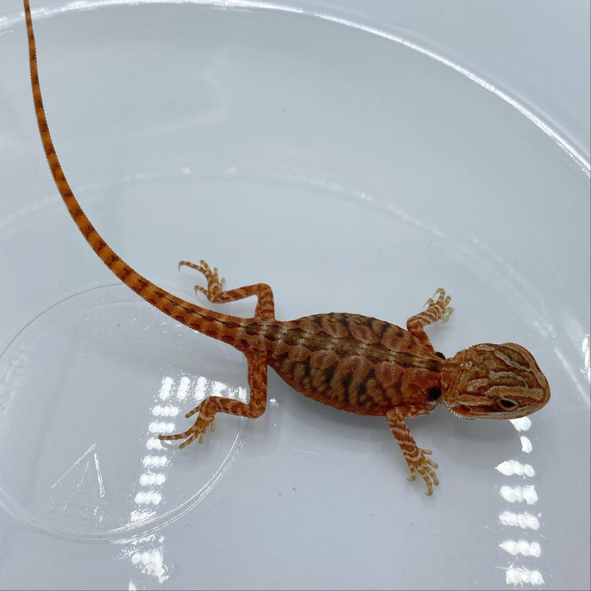 Strictly Reptiles Bearded Dragon Red Translucent 7-9 Inch