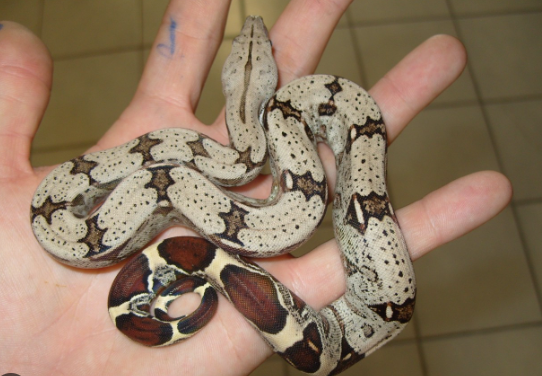 Suriname Red Tail Boa