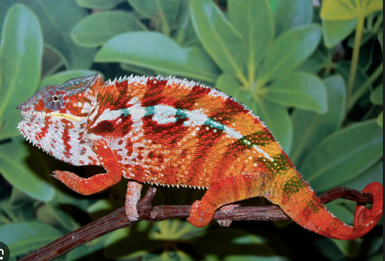 Tamatave Panther Chameleon