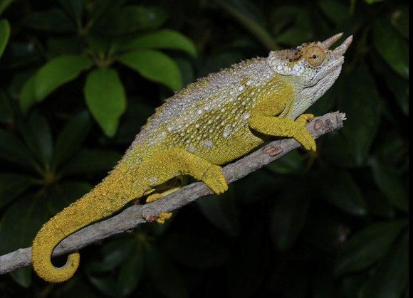 Three Horned Chameleon