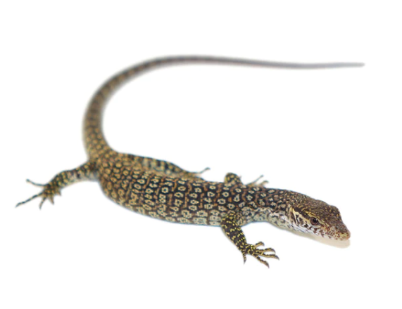 Timor Monitor