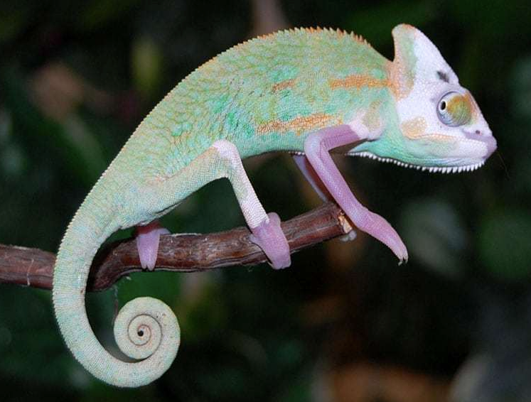 Translucent Veiled Chameleon