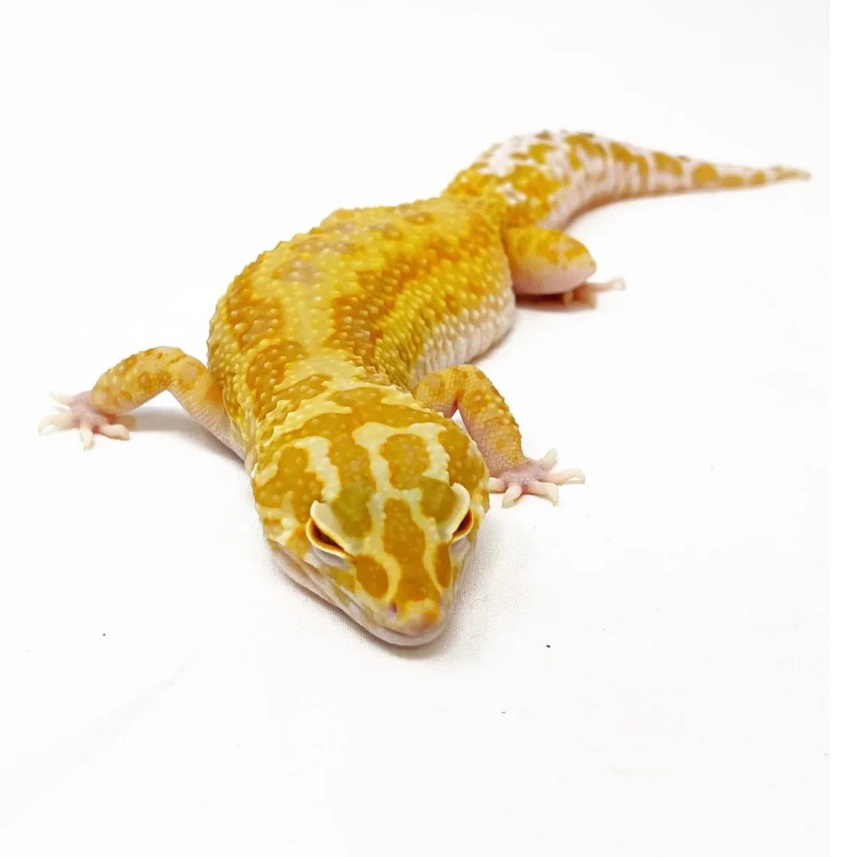 Tremper Het Eclipse Super Giant Leopard Gecko Female
