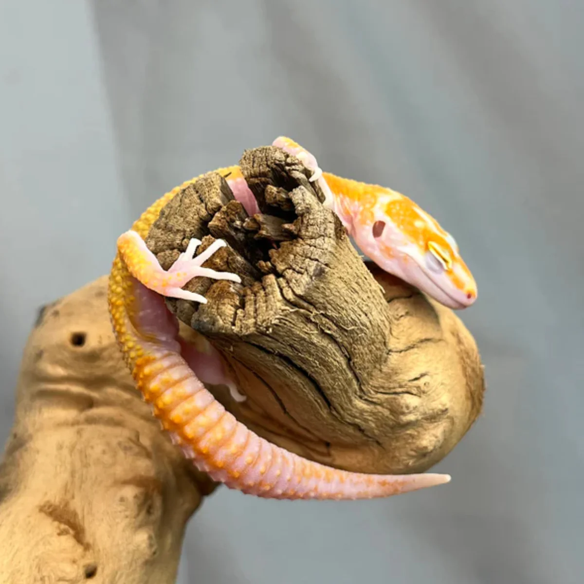 Tremper Leopard Gecko Male