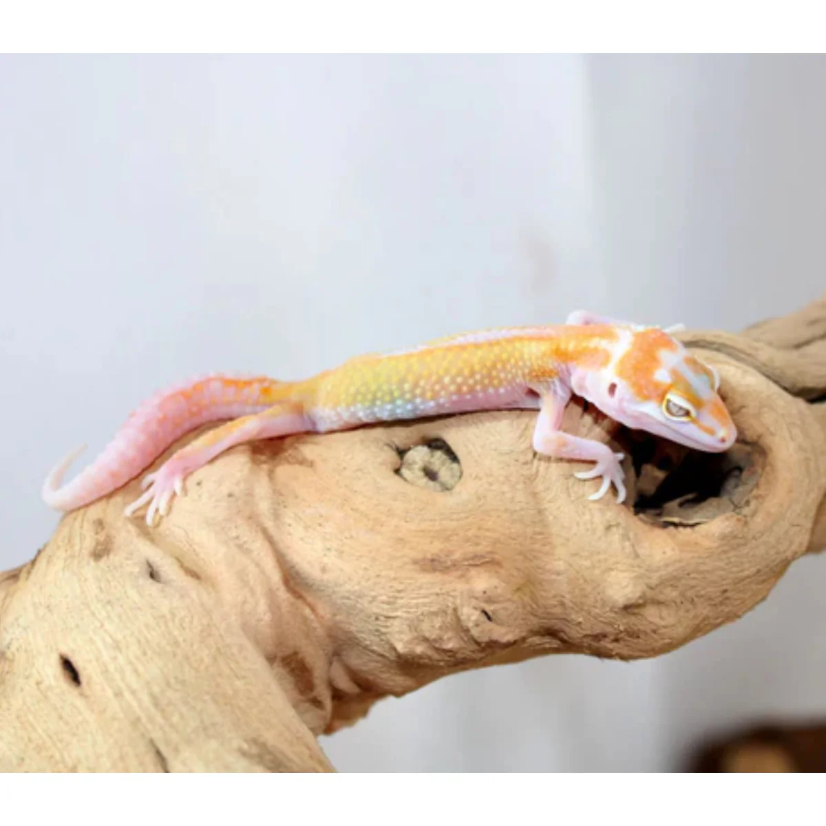 Tremper Reverse Stripe Leopard Gecko