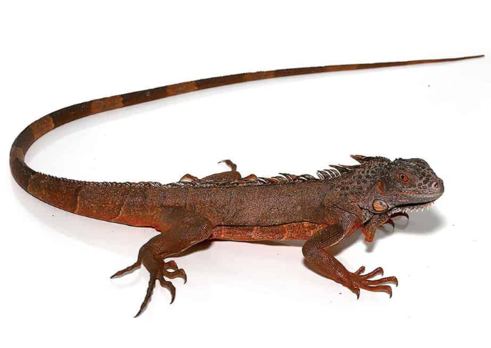 True Red Iguana