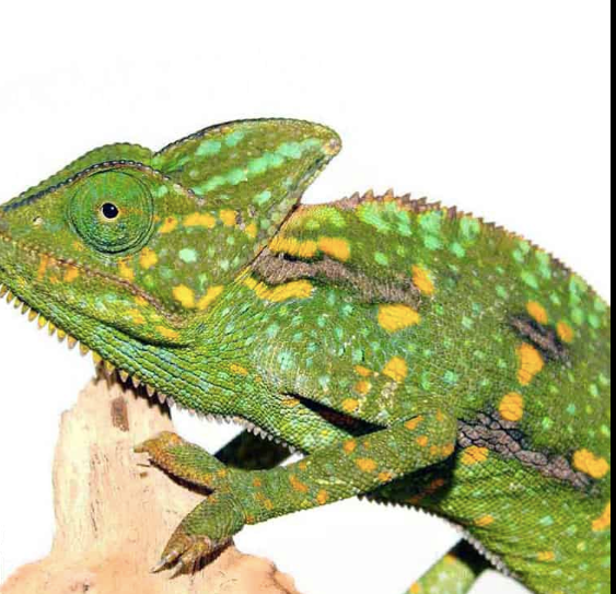 Veiled Chameleon (3-5 Inch)