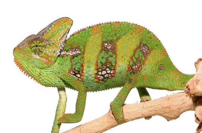 Veiled Chameleon