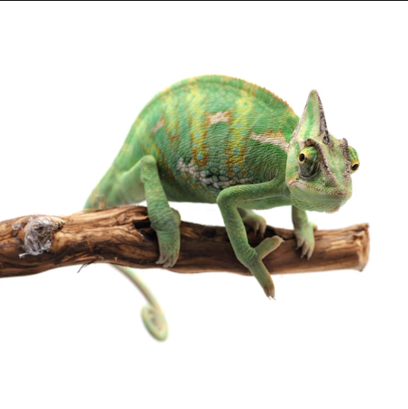 Veiled Chameleon