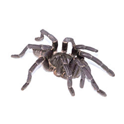 Vietnamese Bird Eater Tarantula