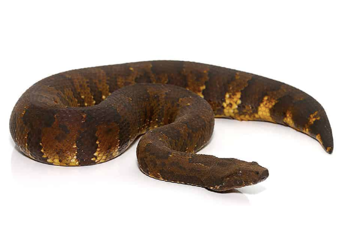 Viper Boa