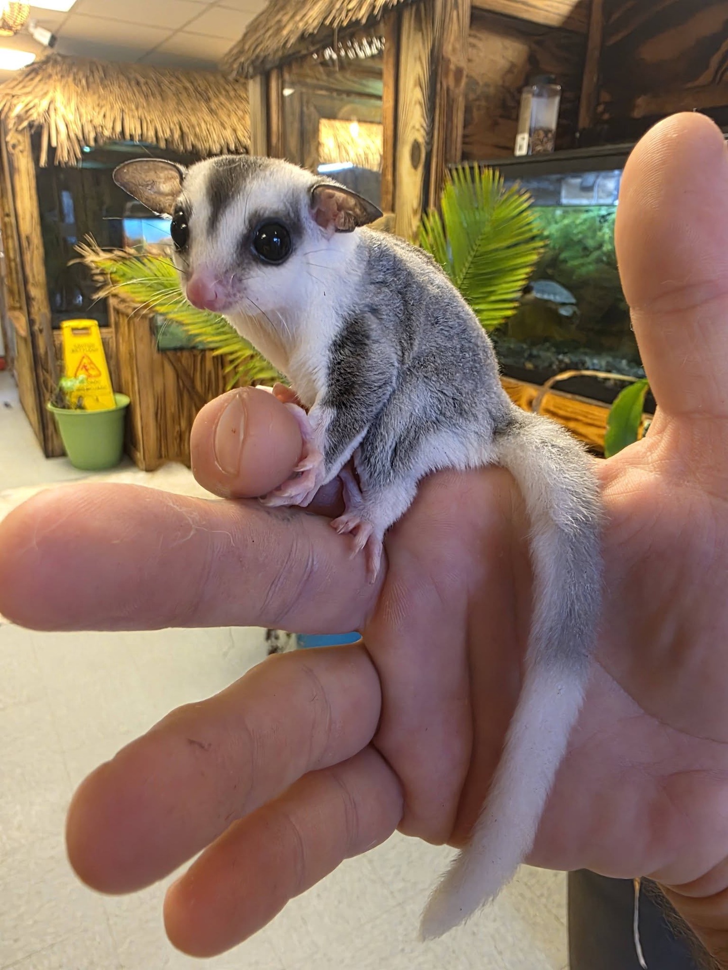 WFB Mosaic male Sugar Glider