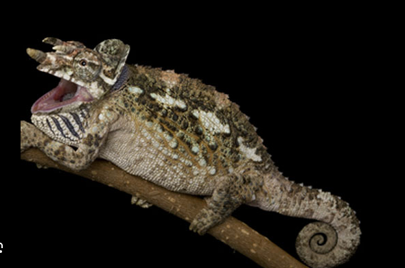 Werner’s Chameleon