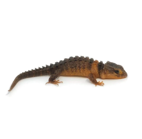 White Eyed Crocodile Skink