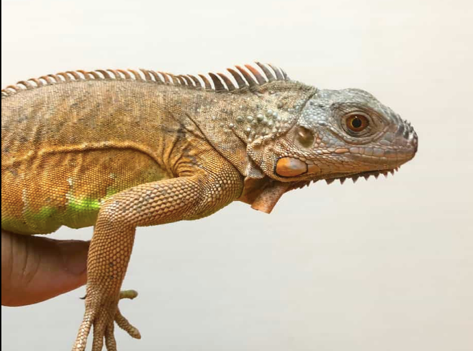White Head Red Iguana