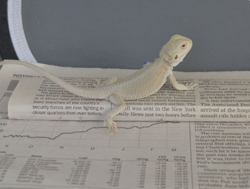 Witblits Bearded Dragon