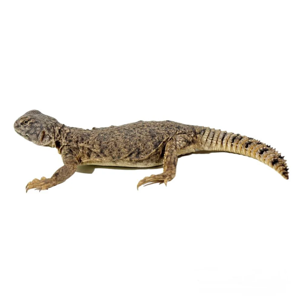 Dispar Uromastyx