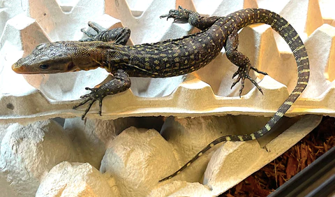 Yellow Quince Monitor