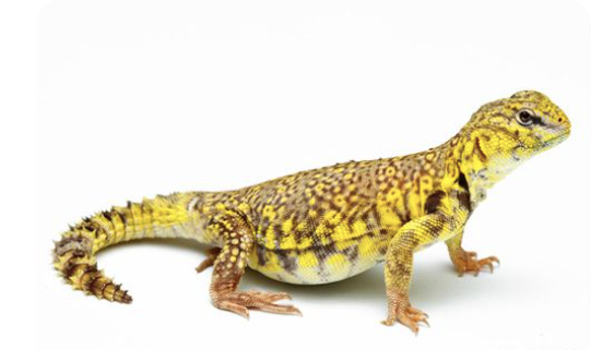 Yellow Niger Uromastyx