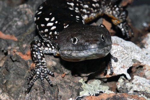 Abronia Deppii