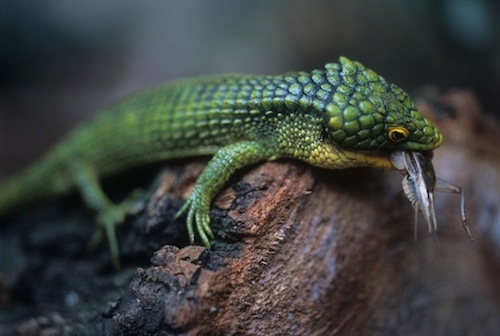 Abronia Graminea