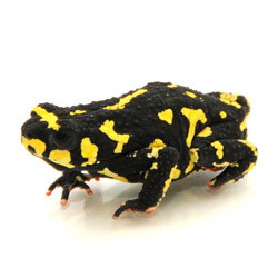 Bumblebee Toad ( Melanophryniscus klappenbachi)