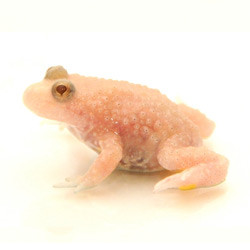 Albino Firebelly Toad (Bombina orientalis)