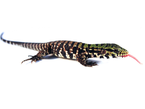 Argentine Black and White Tegu