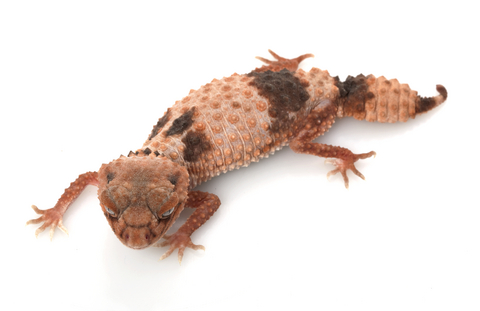 Banded Knob Tailed Gecko