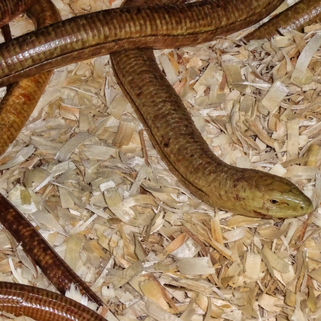 European Giant Legless Lizards