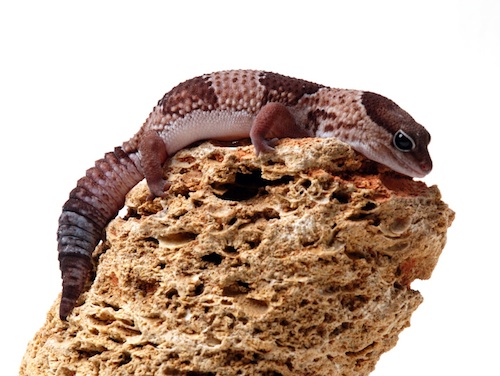 African Fat Tail Gecko