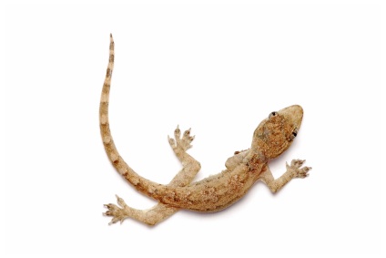Feeder House Geckos