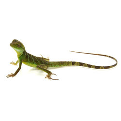 Chinese Water Dragon (Juvenile) (Physignathus cocincinus)