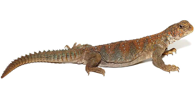 Ocellated Uromastyx