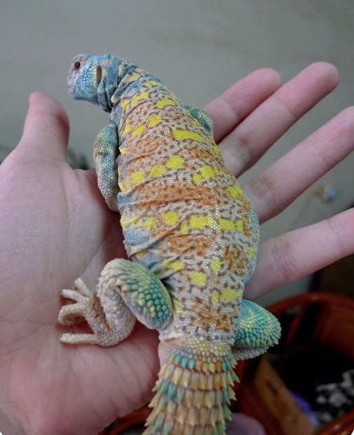 Ornate Uromastyx