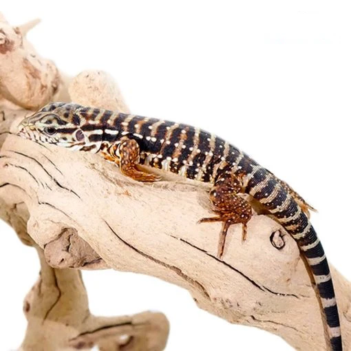 Red Argentine Tegus