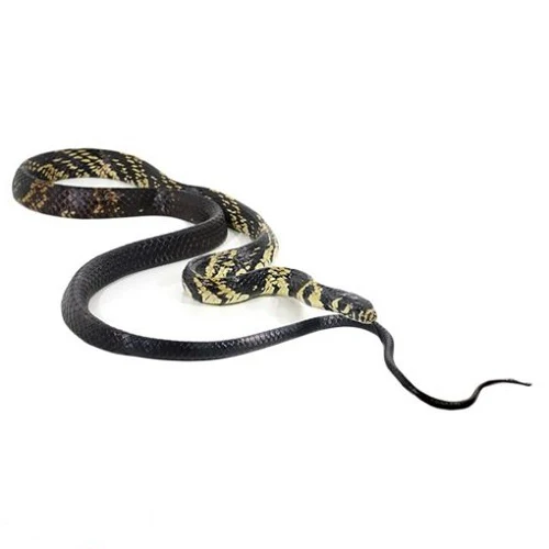 Tiger Rat Snakes - Image 3